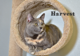 Another picture from my "Shots from the Shelter" series. Harvest has such beautiful coat and made for a great subject. Obviously she enjoyed posing for the camera. I wish all cats would be this cooperative while having their pictures taken.